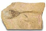 Ordovician Fossil Crinoid - Marzane, Morocco #289489-1